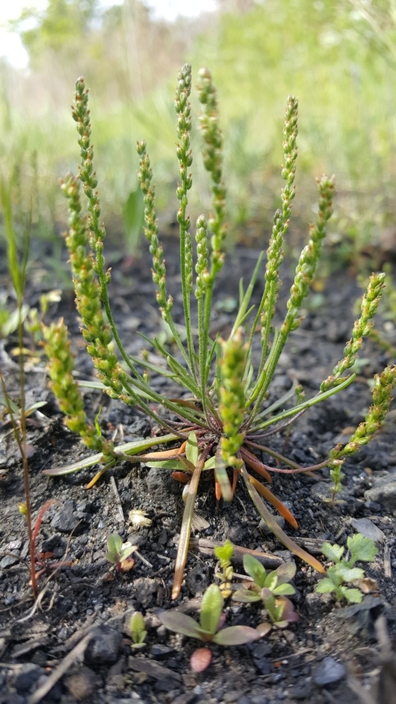 Dwarf Plantain photo 4