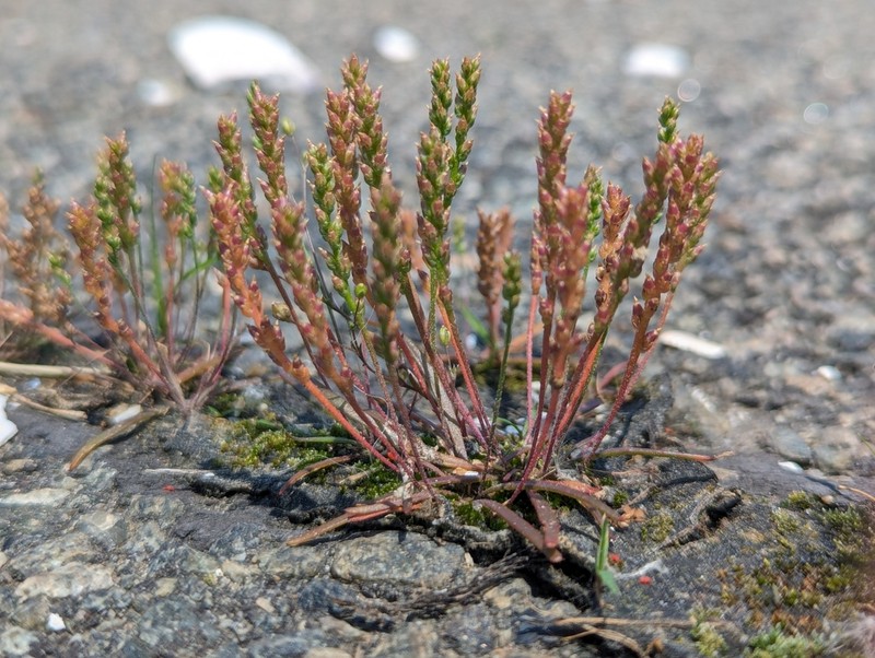 Dwarf Plantain photo 5