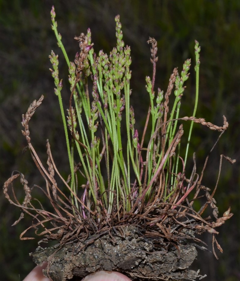Dwarf Plantain photo 6