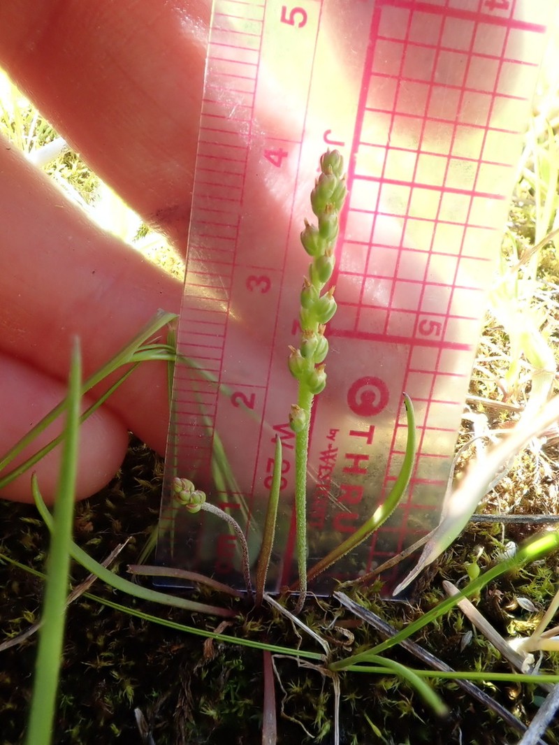 Dwarf Plantain photo 7