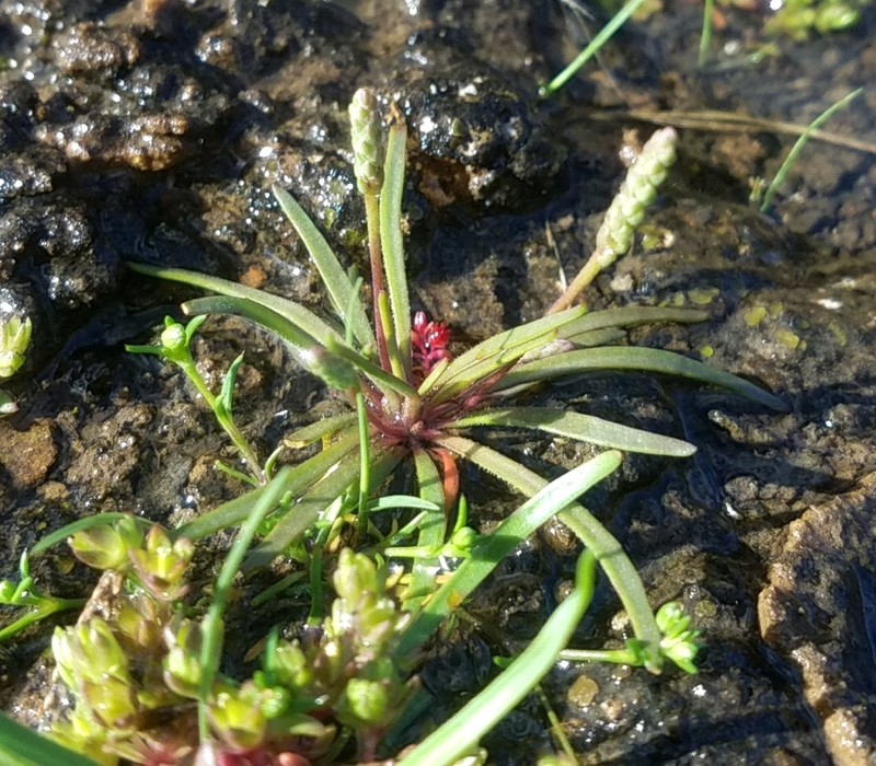Dwarf Plantain photo 8