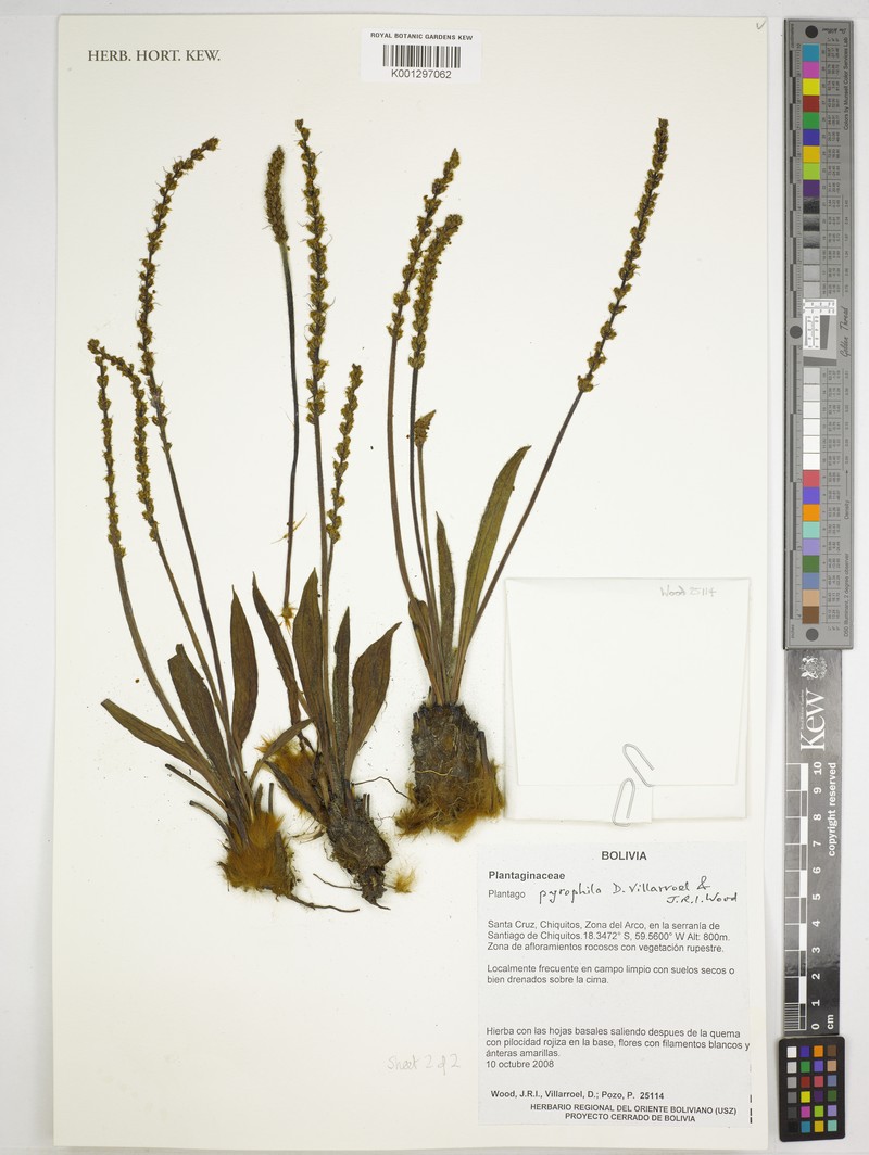 Plantago pyrophila