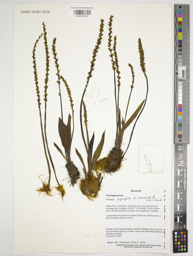 Plantago pyrophila photo 2