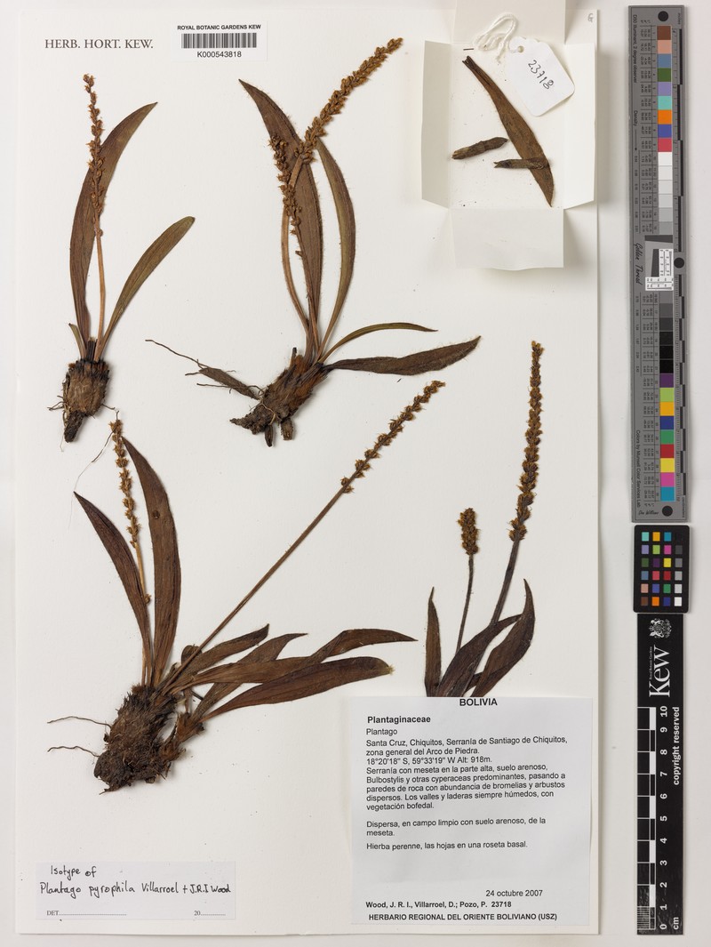 Plantago pyrophila photo 3