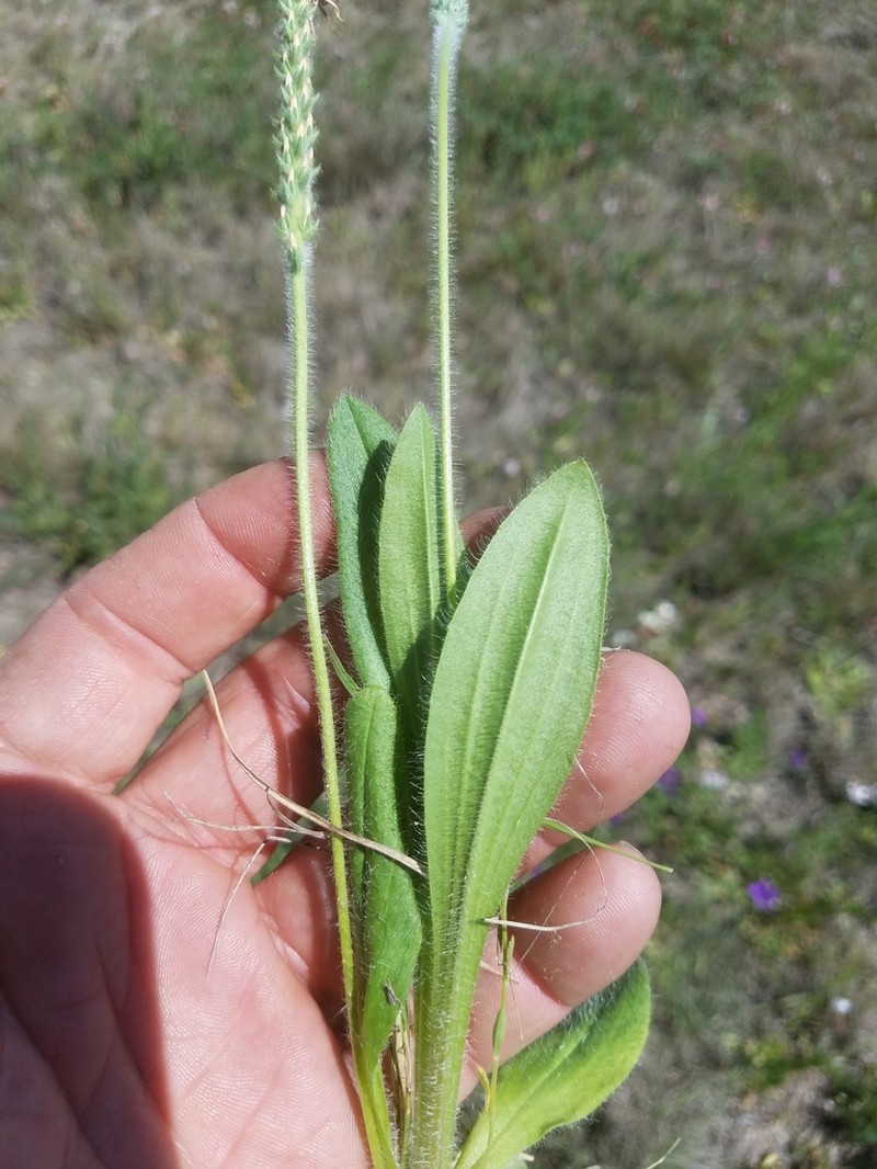 Redseed Plantain photo 2
