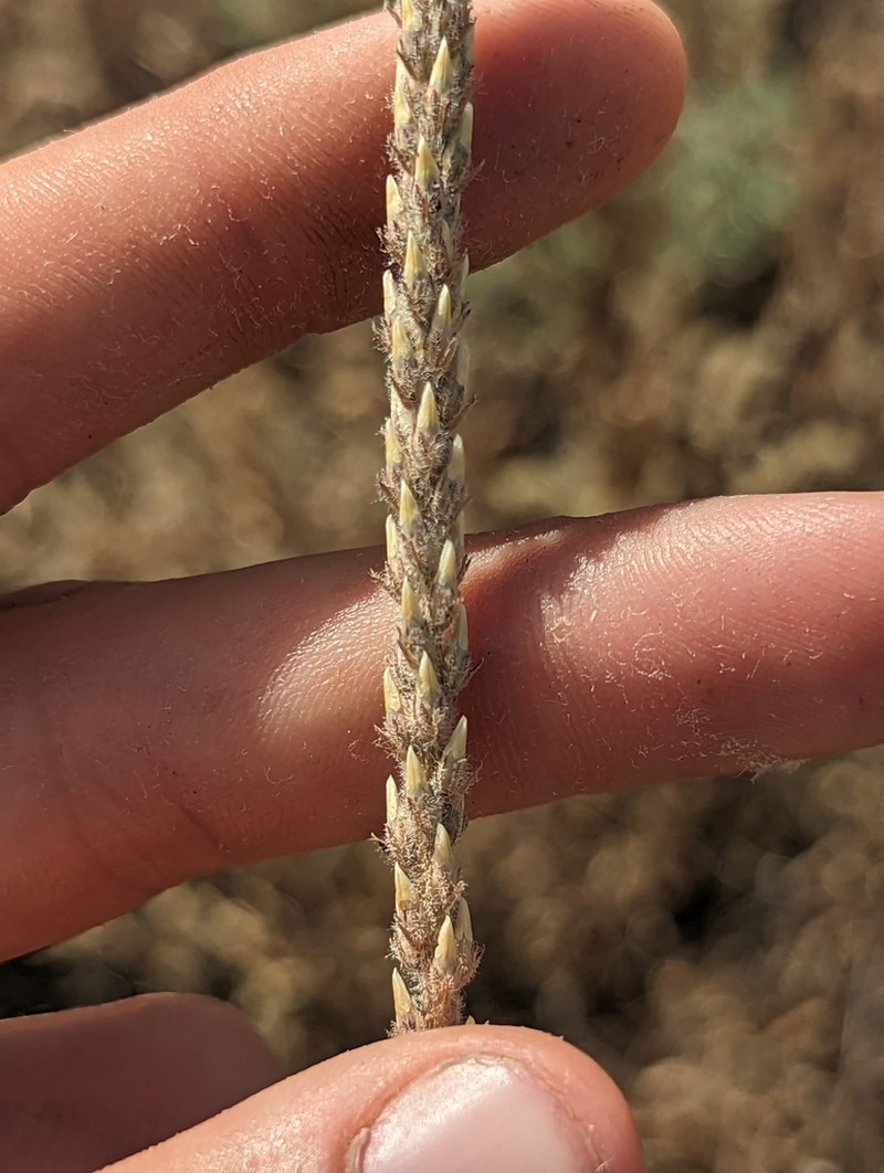 Redseed Plantain photo 3
