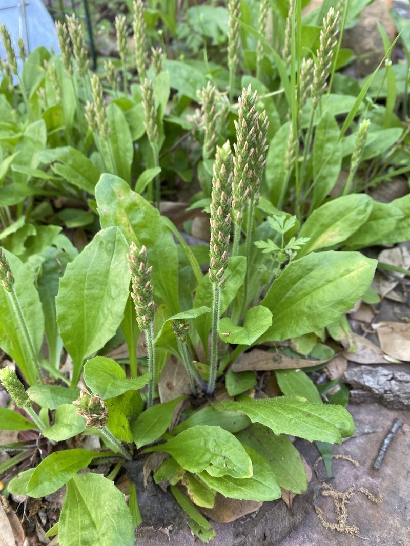 Redseed Plantain photo 4