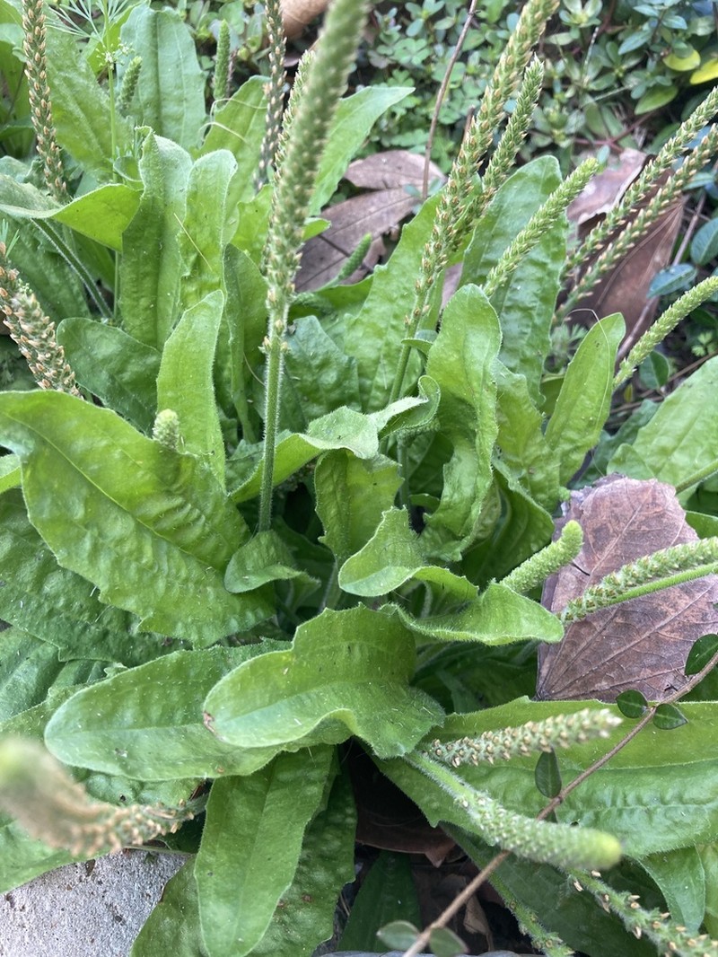 Redseed Plantain photo 5