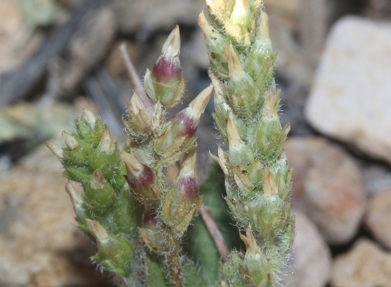 Redseed Plantain photo 6