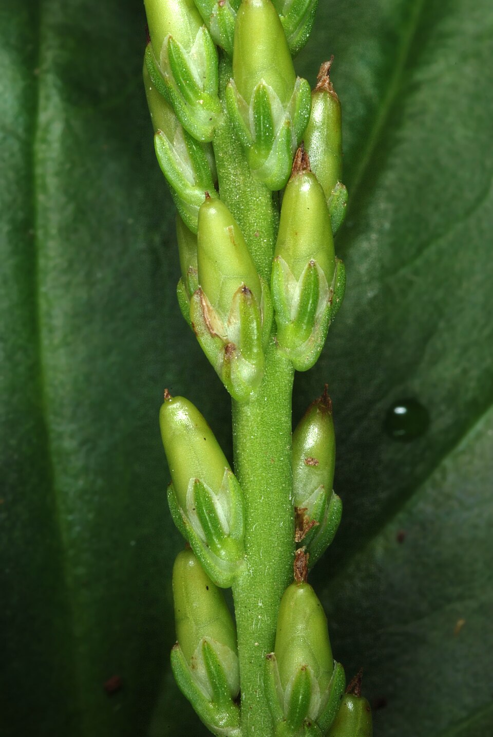 Blackseed Plantain photo 4