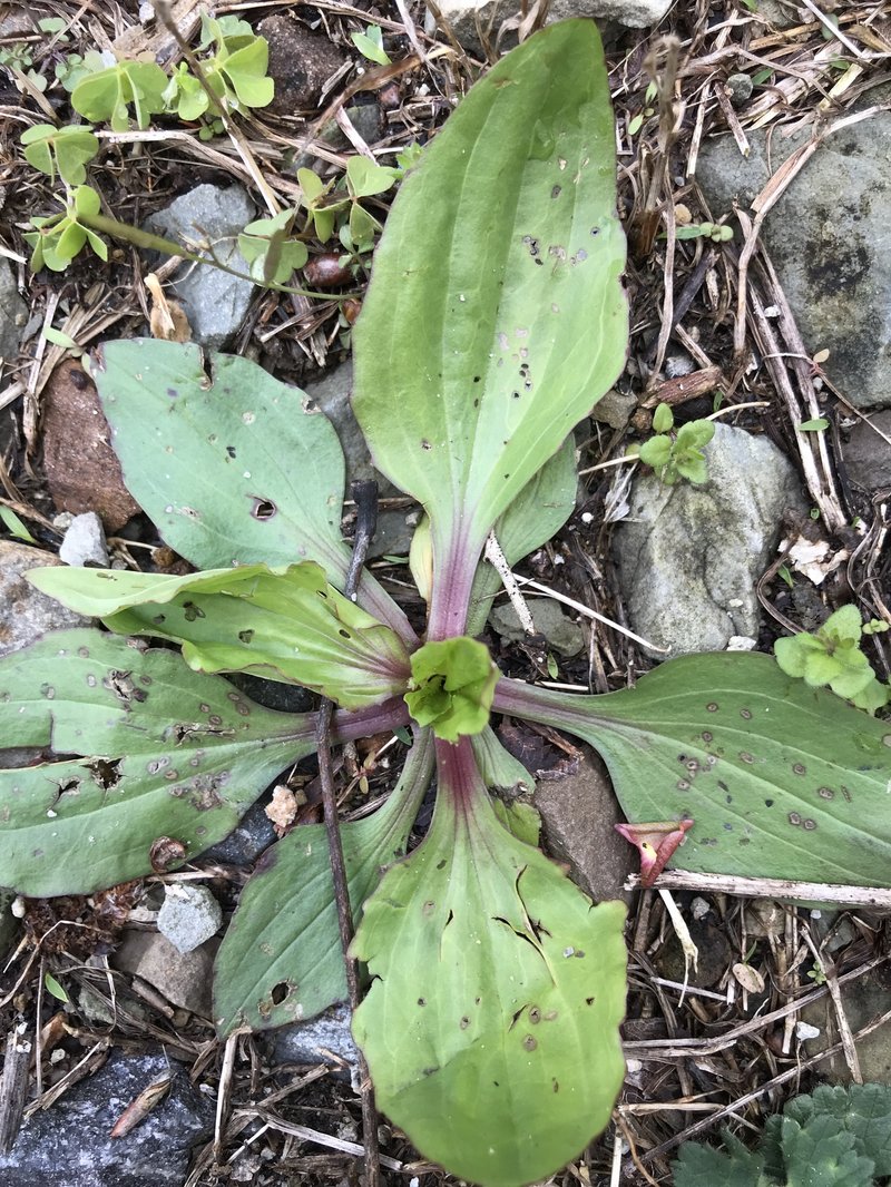 Blackseed Plantain photo 5