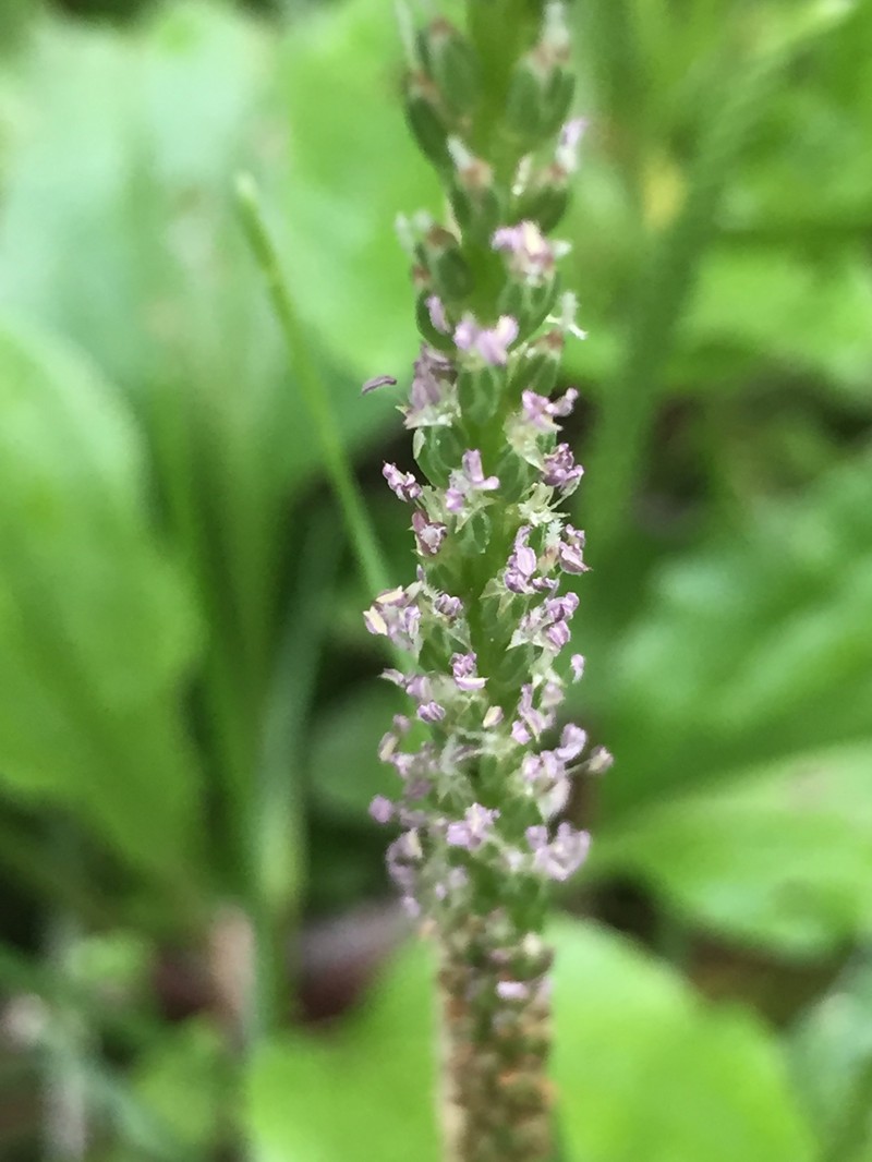 Blackseed Plantain photo 2
