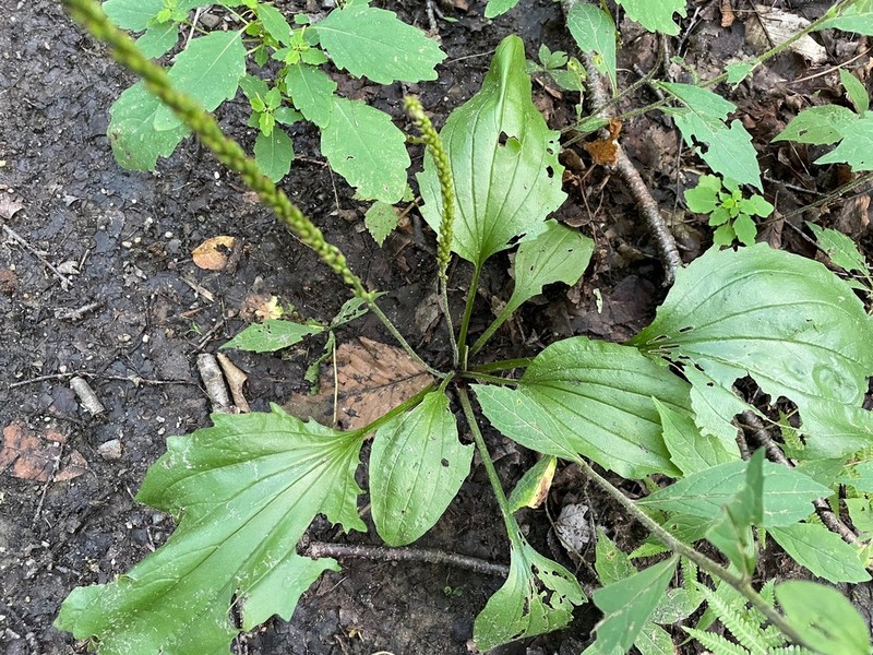 Blackseed Plantain photo 5