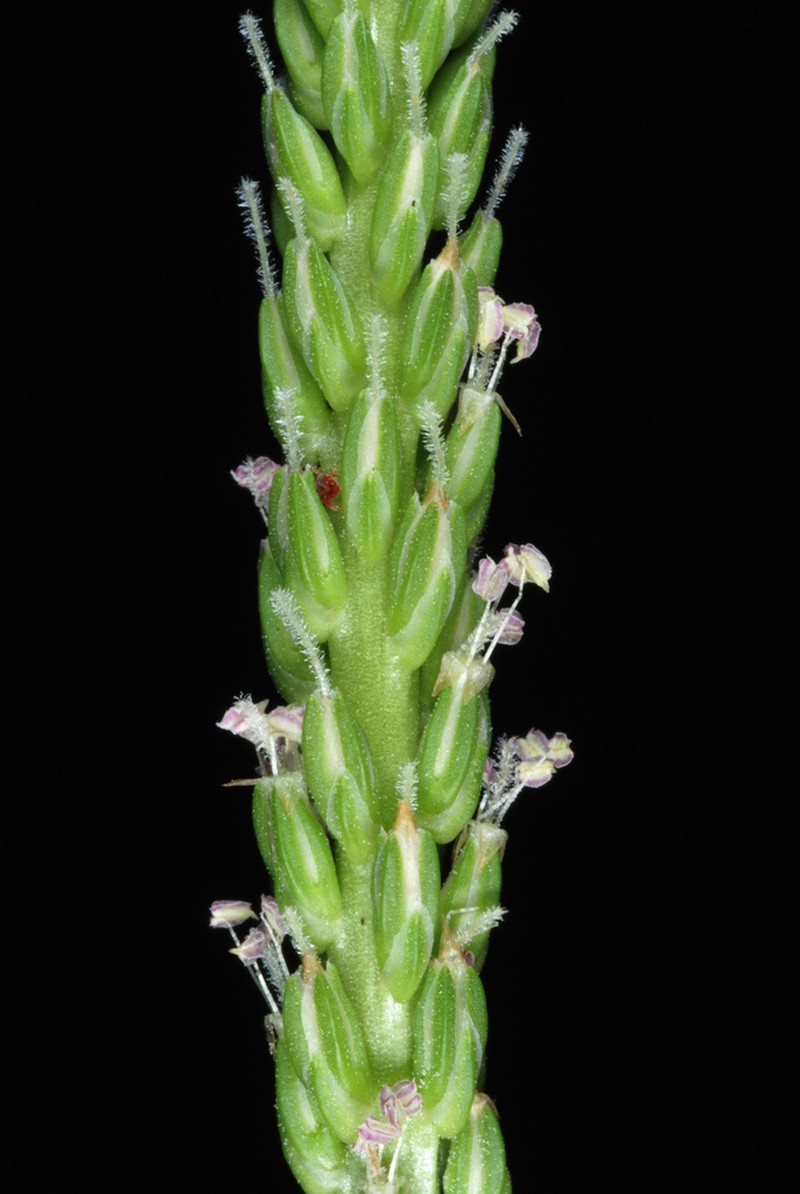 Blackseed Plantain photo 6