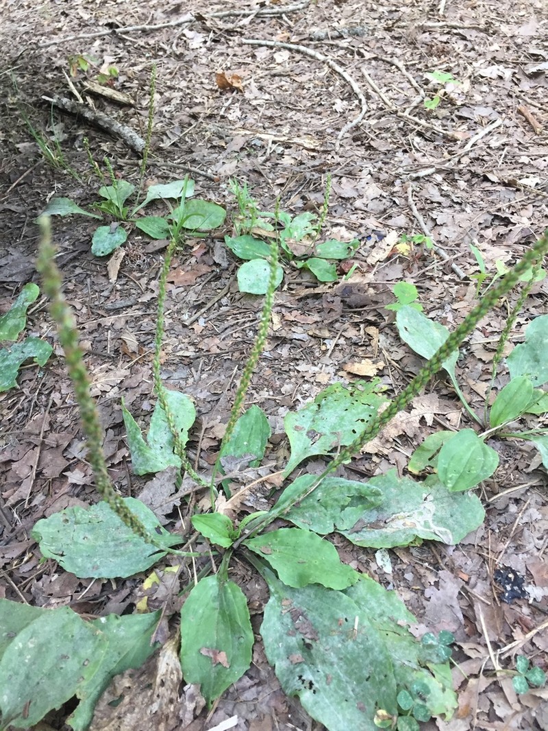 Blackseed Plantain photo 7