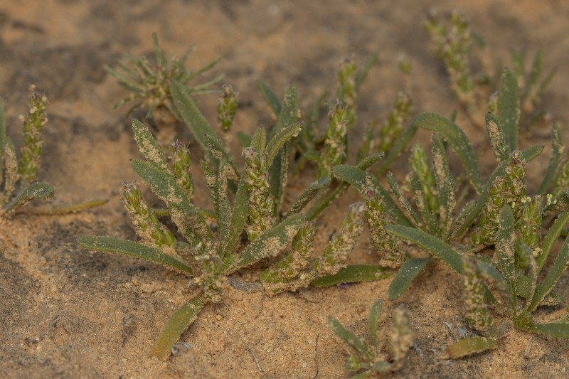 Plantago sabulosa photo 2