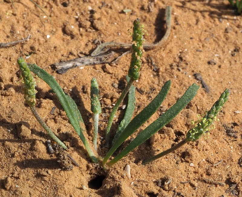 Plantago sabulosa photo 4