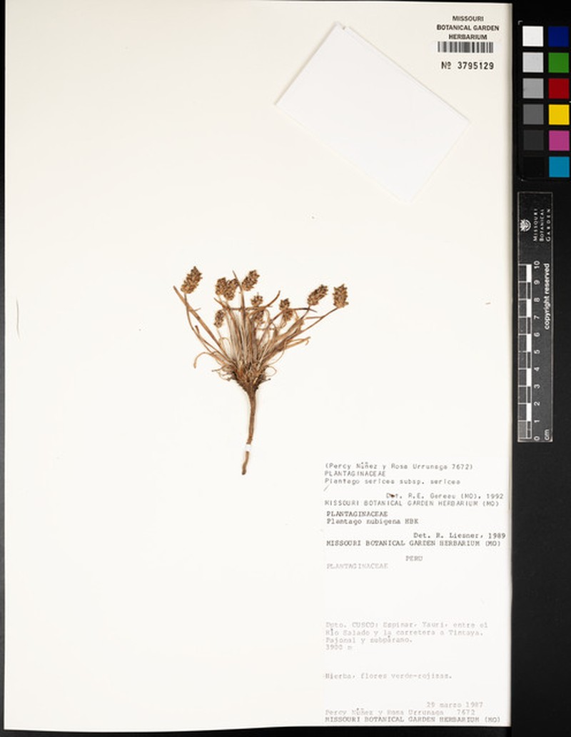 Plantago sericea subsp. sericea