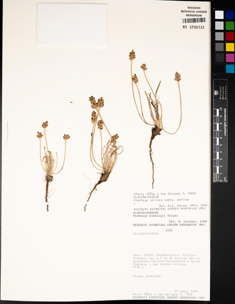 Plantago sericea subsp. sericea photo 2