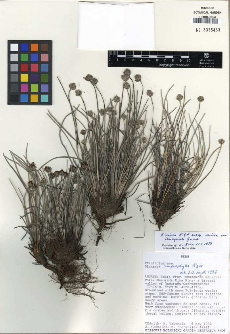Plantago sericea subsp. sericea photo 3