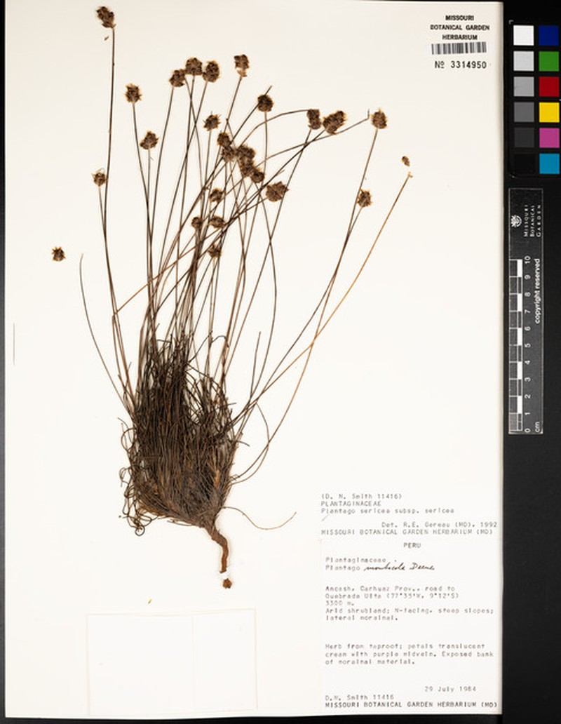 Plantago sericea subsp. sericea photo 4