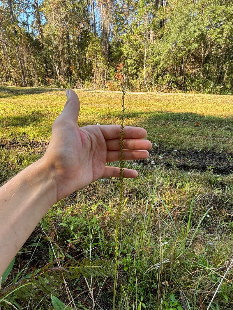 Pineland Plantain