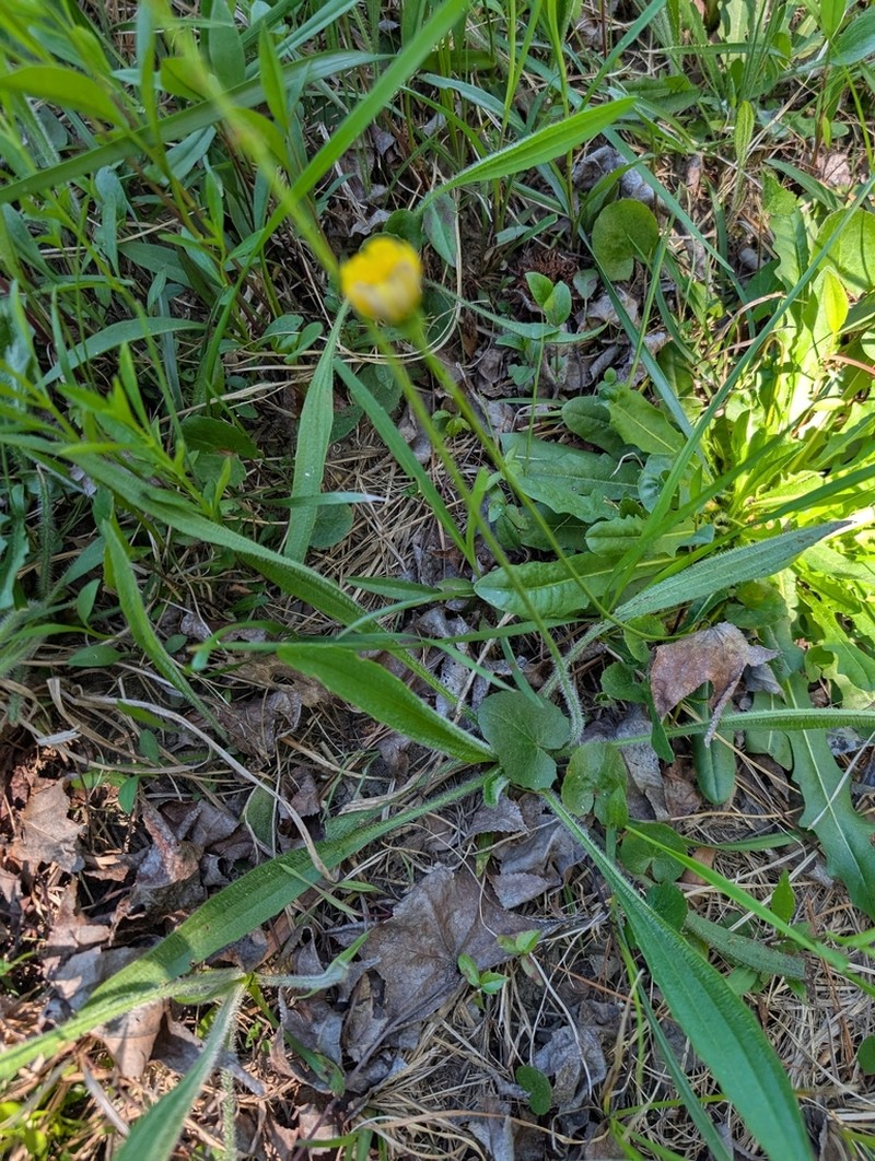 Pineland Plantain photo 2