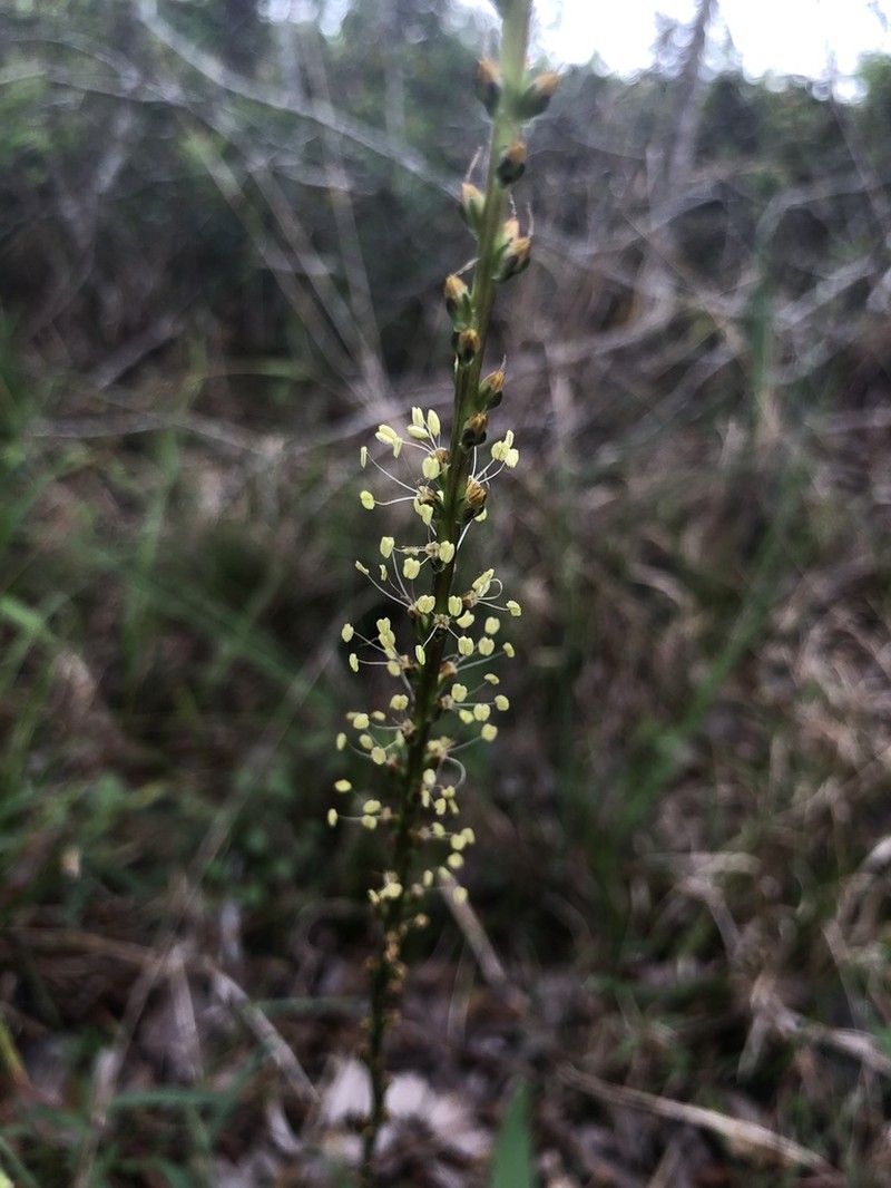 Pineland Plantain photo 3