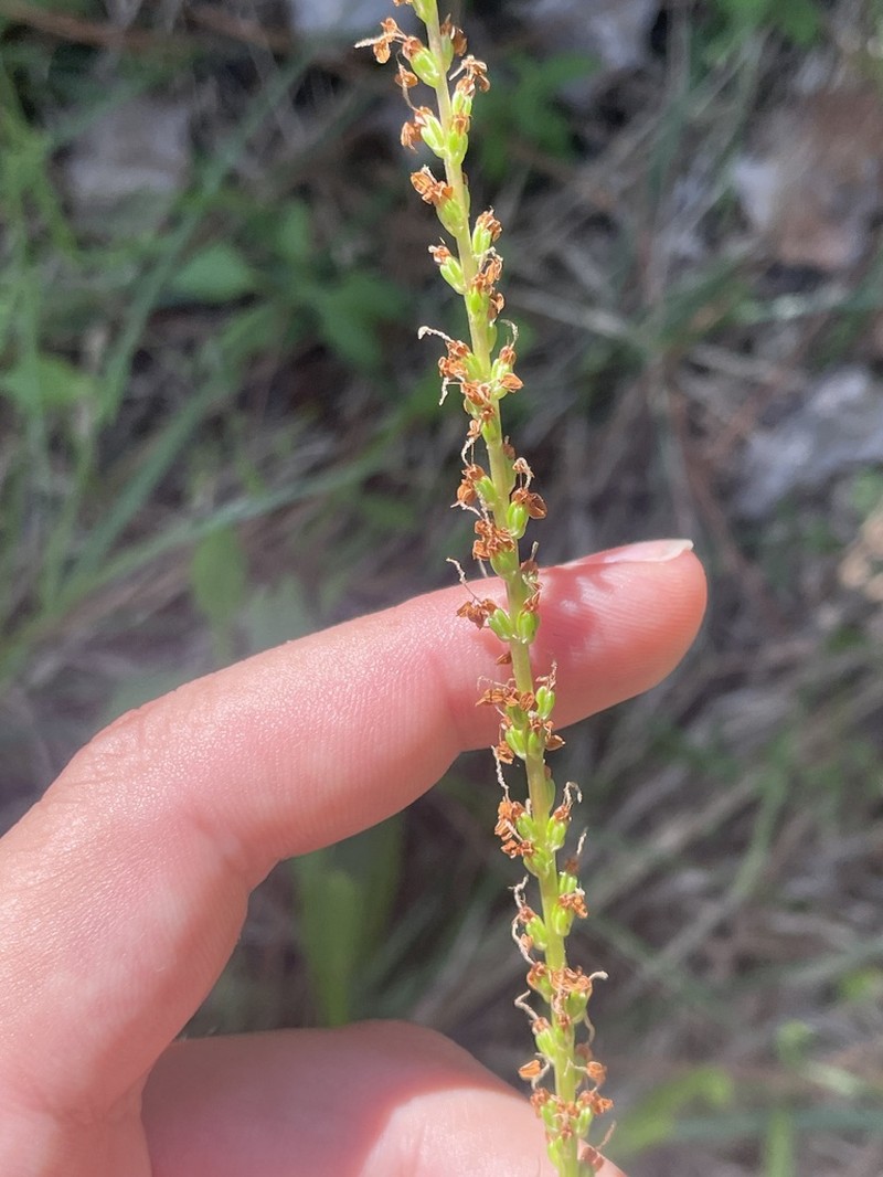 Pineland Plantain photo 4