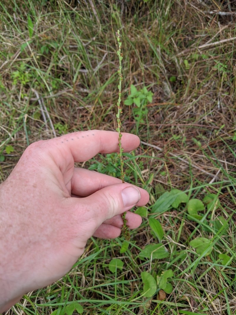 Pineland Plantain photo 5