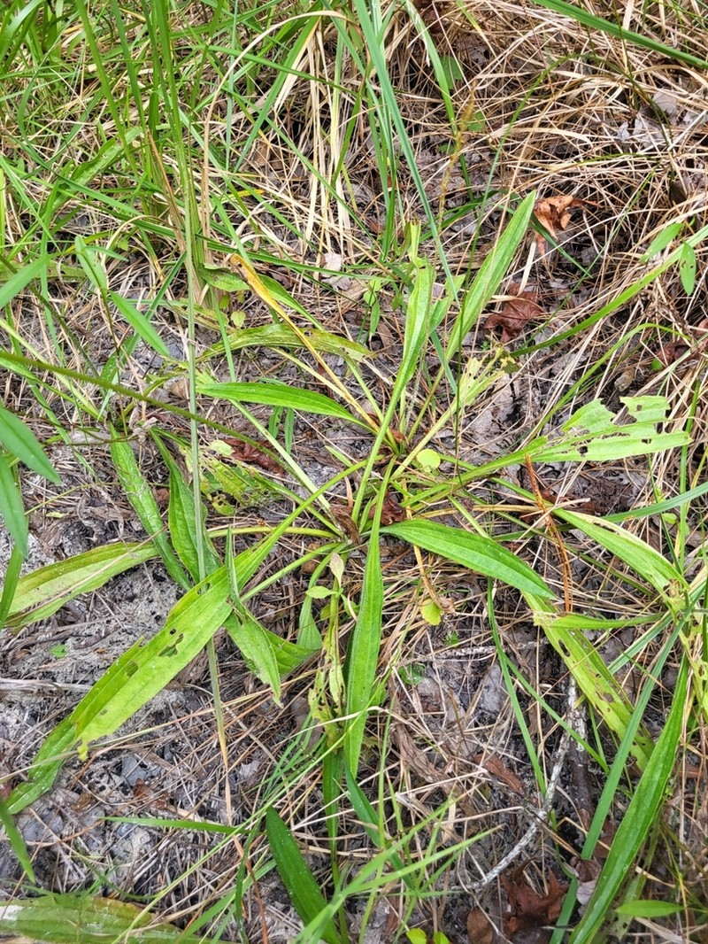 Pineland Plantain photo 6