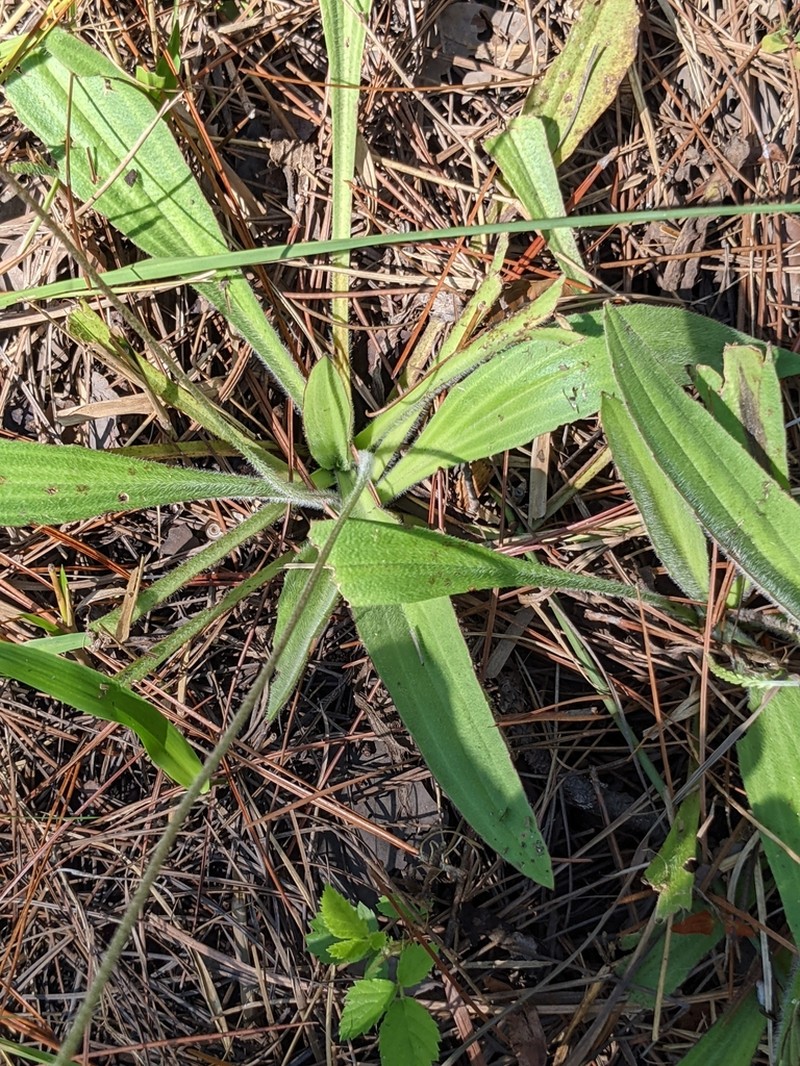 Pineland Plantain photo 7