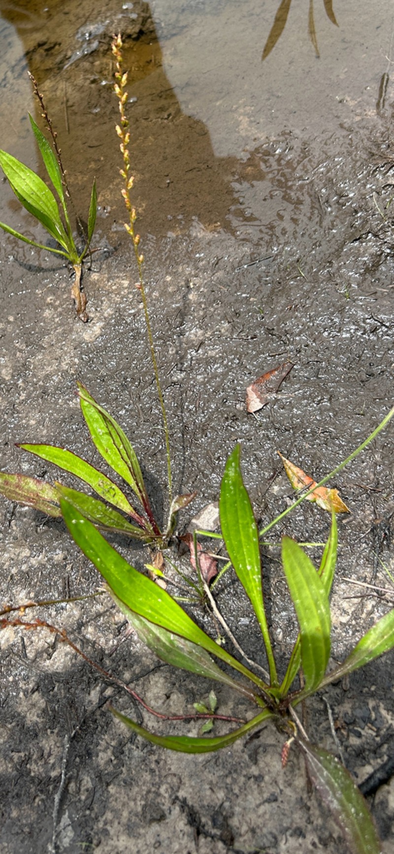 Pineland Plantain photo 8