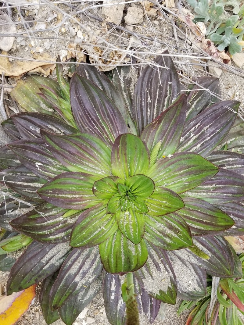Tall Coastal Plantain photo 2