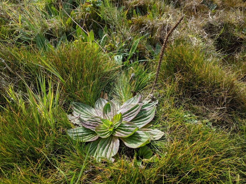 Tall Coastal Plantain photo 3