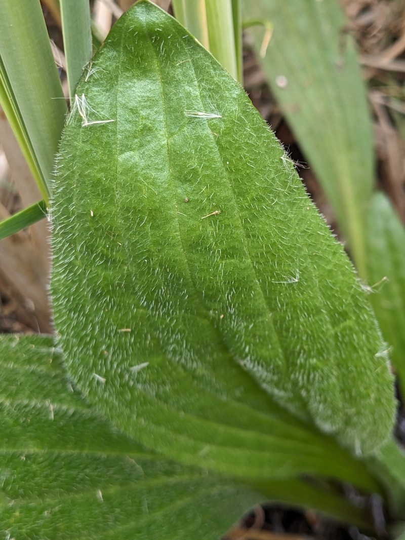 Tall Coastal Plantain photo 4
