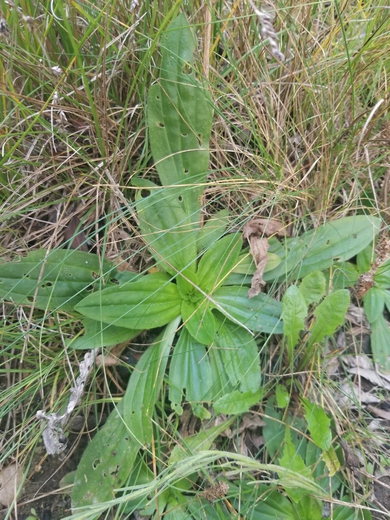 Tall Coastal Plantain photo 5