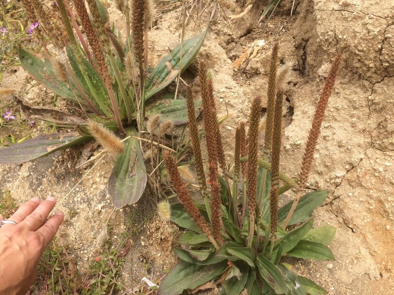 Tall Coastal Plantain photo 6