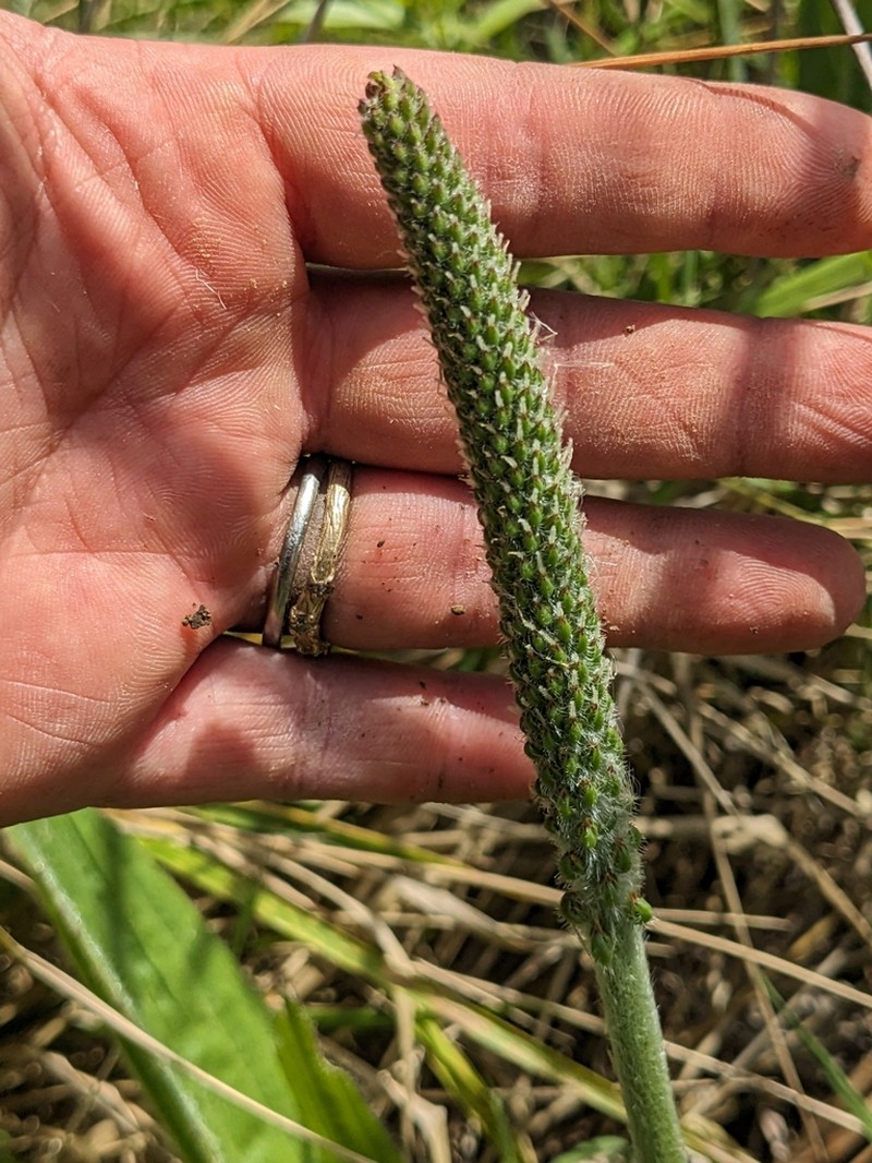 Tall Coastal Plantain photo 7