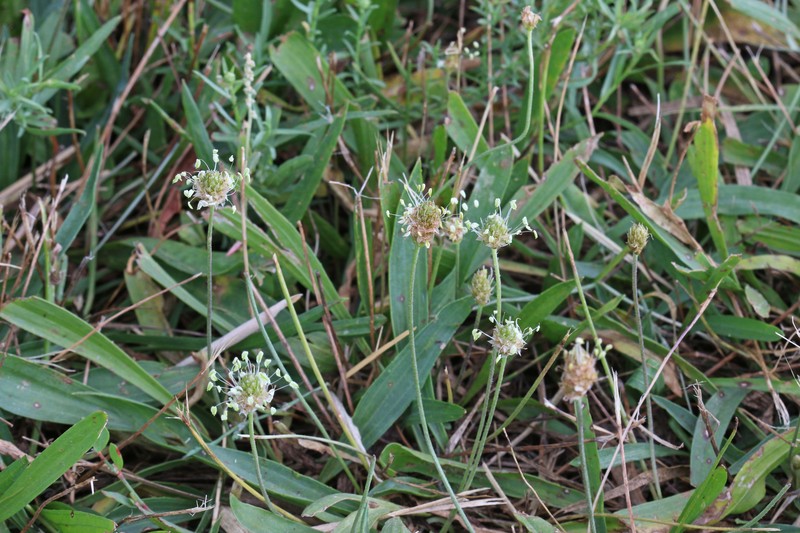 Tweedy's Plantain photo 3