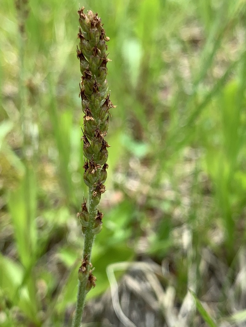 Tweedy's Plantain photo 4
