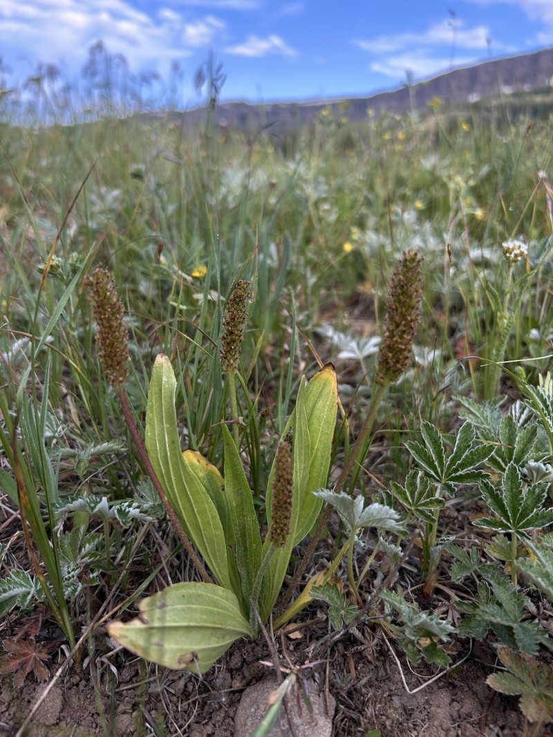 Tweedy's Plantain photo 5