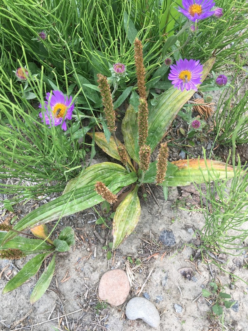 Tweedy's Plantain photo 6