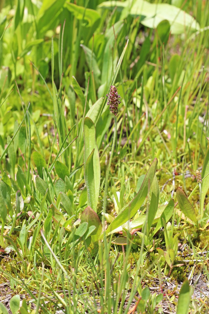 Tweedy's Plantain photo 7