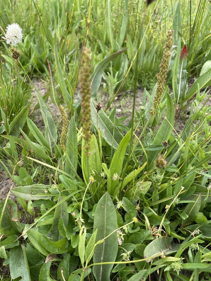 Tweedy's Plantain photo 8