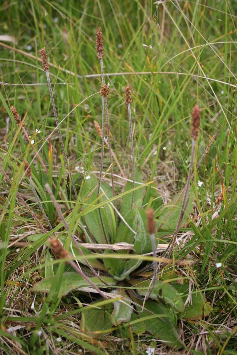 Plantago udicola