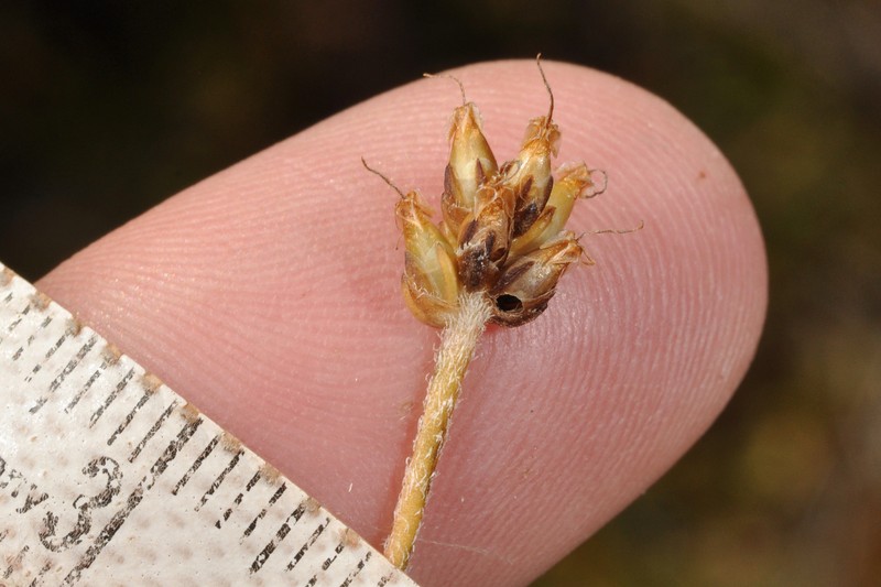 Plantago udicola photo 2