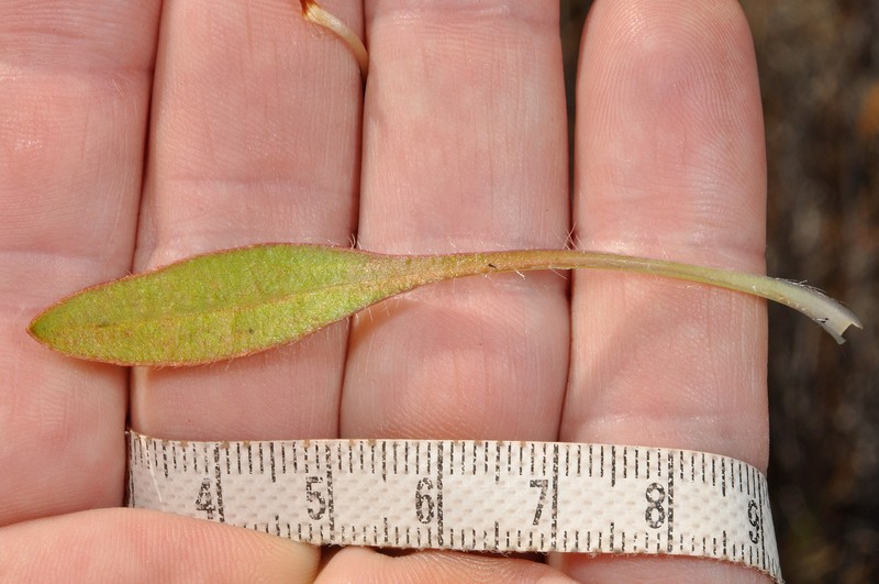 Plantago udicola photo 3