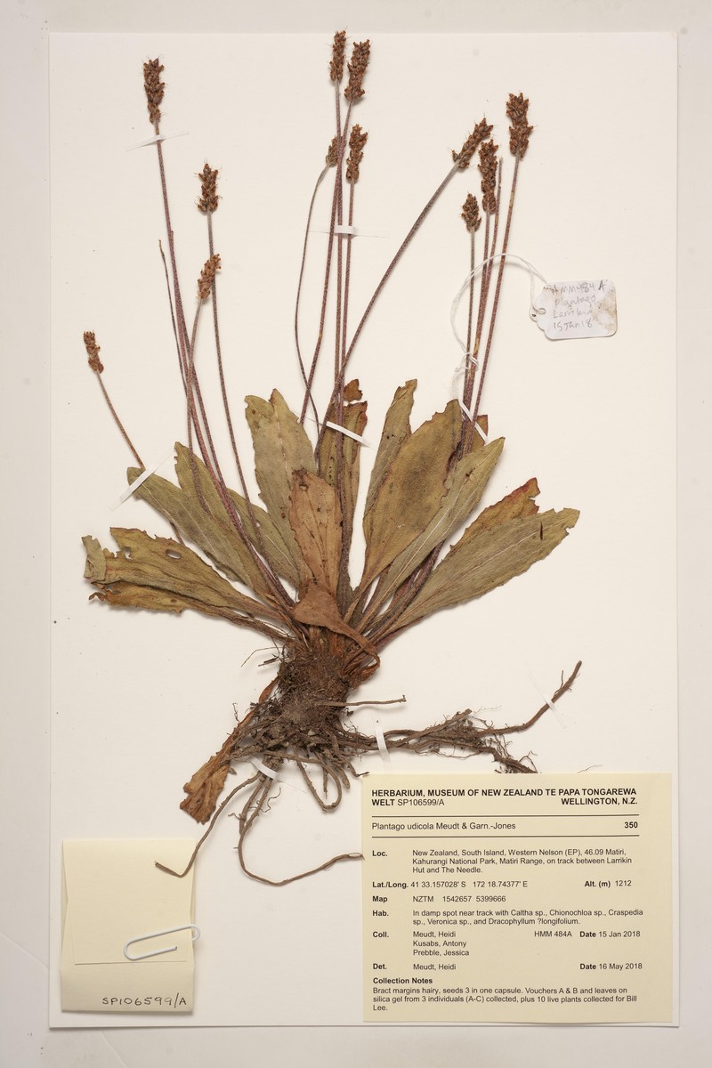 Plantago udicola photo 4