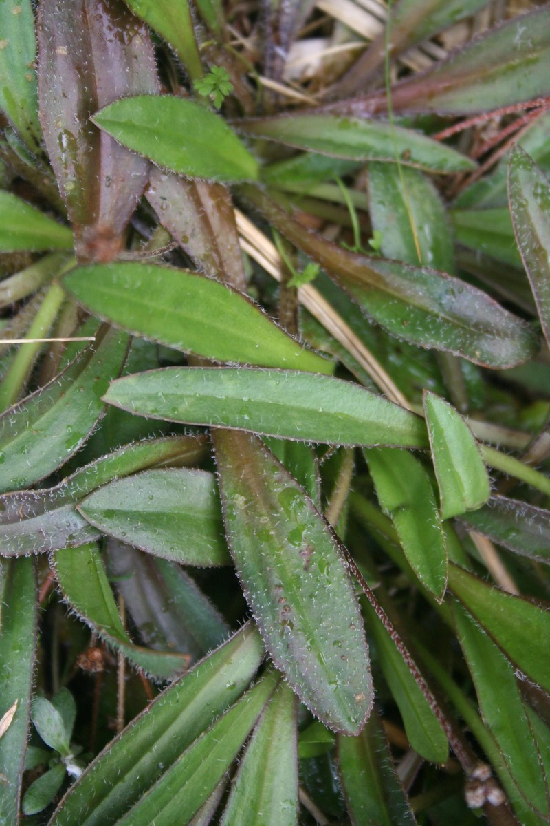 Plantago udicola photo 5